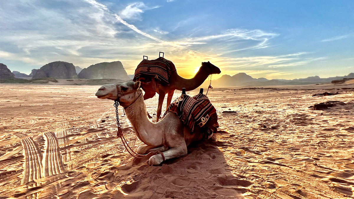 Wadi-Rum-Kamelen-jordanie-reismeester